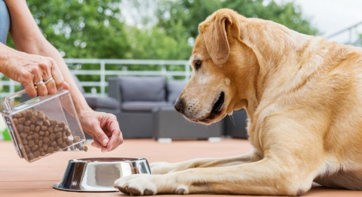 Pet Food For Your Pet’s Health
