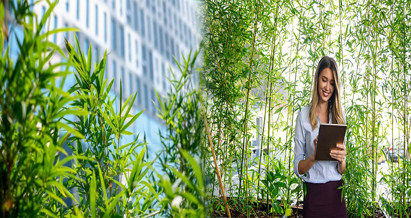 Sustainable Practices in Hospitality Management: Building a Greener Future